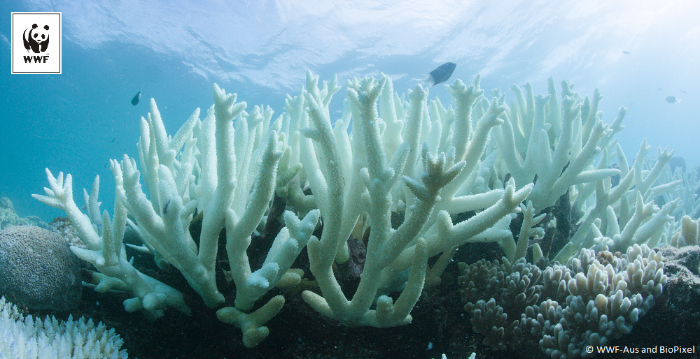 Back-to- back mass coral bleaching of the  Great Barrier Reef confirmed